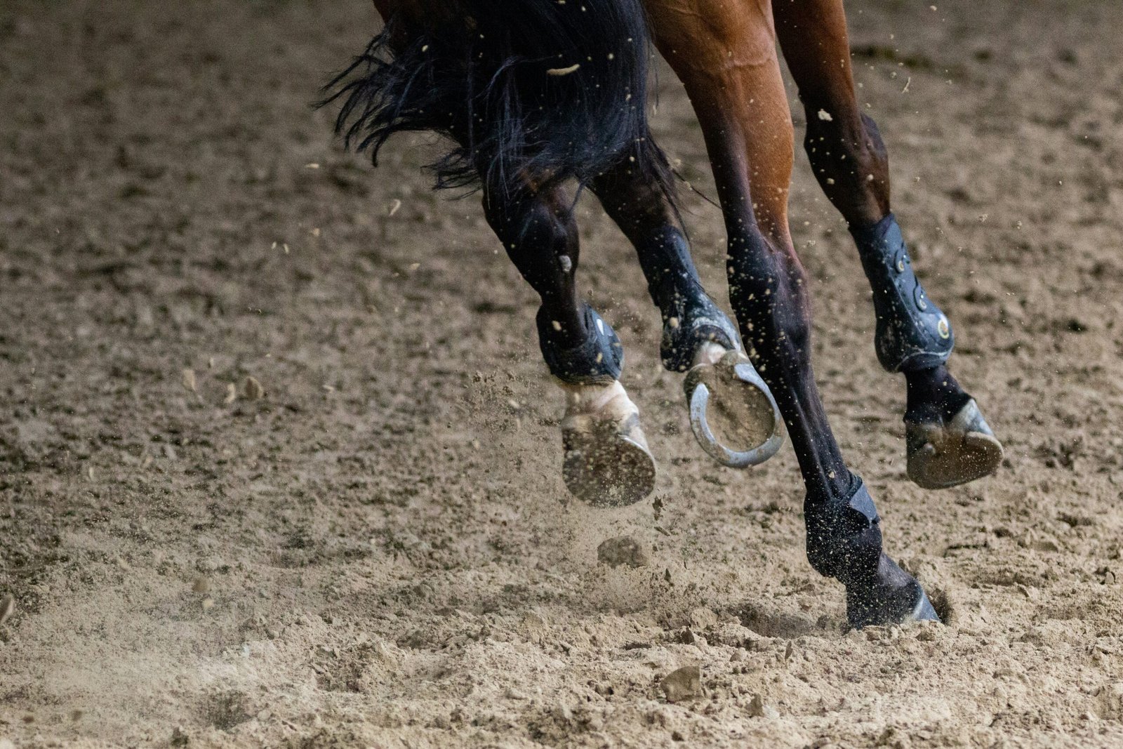 Close-up of a horse’s eye reflecting calm and trust