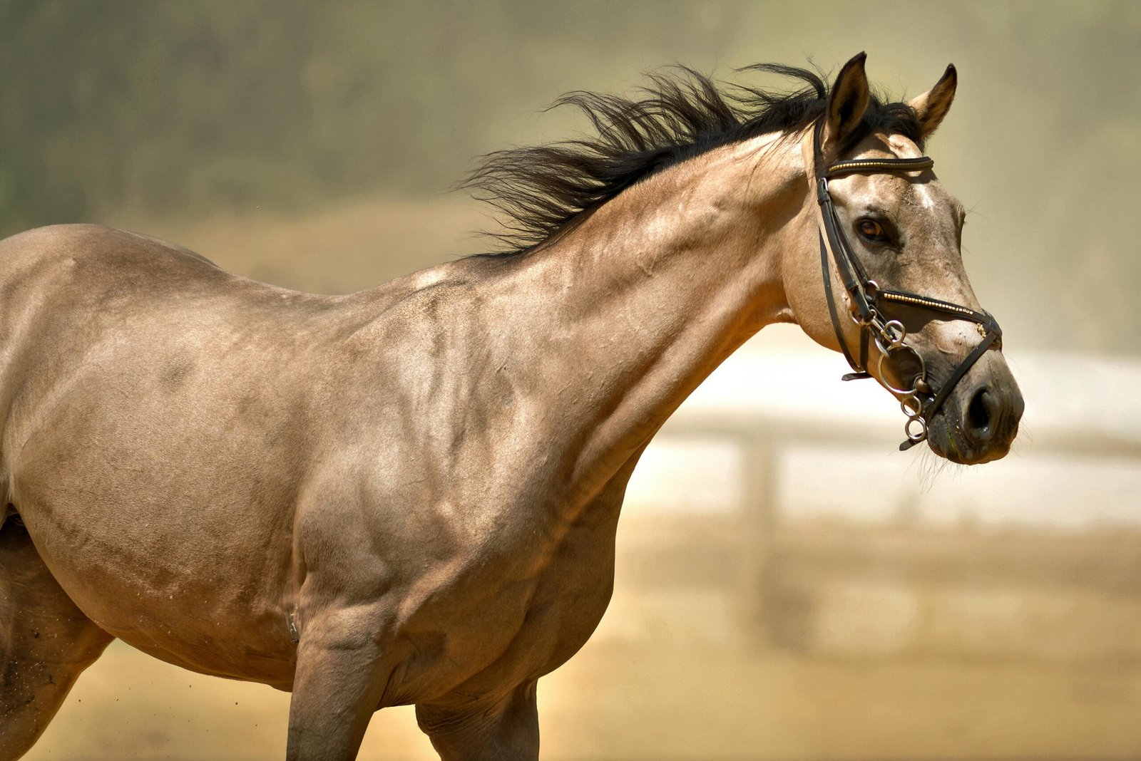 Strong bay horse standing alert near a paddock fence