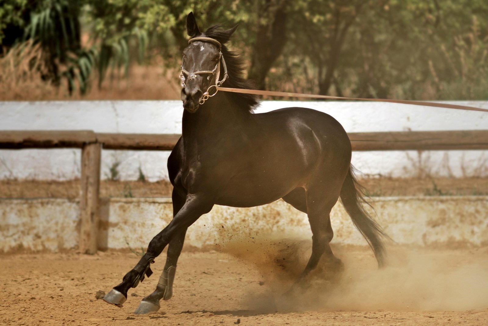 brown horse running with bridle