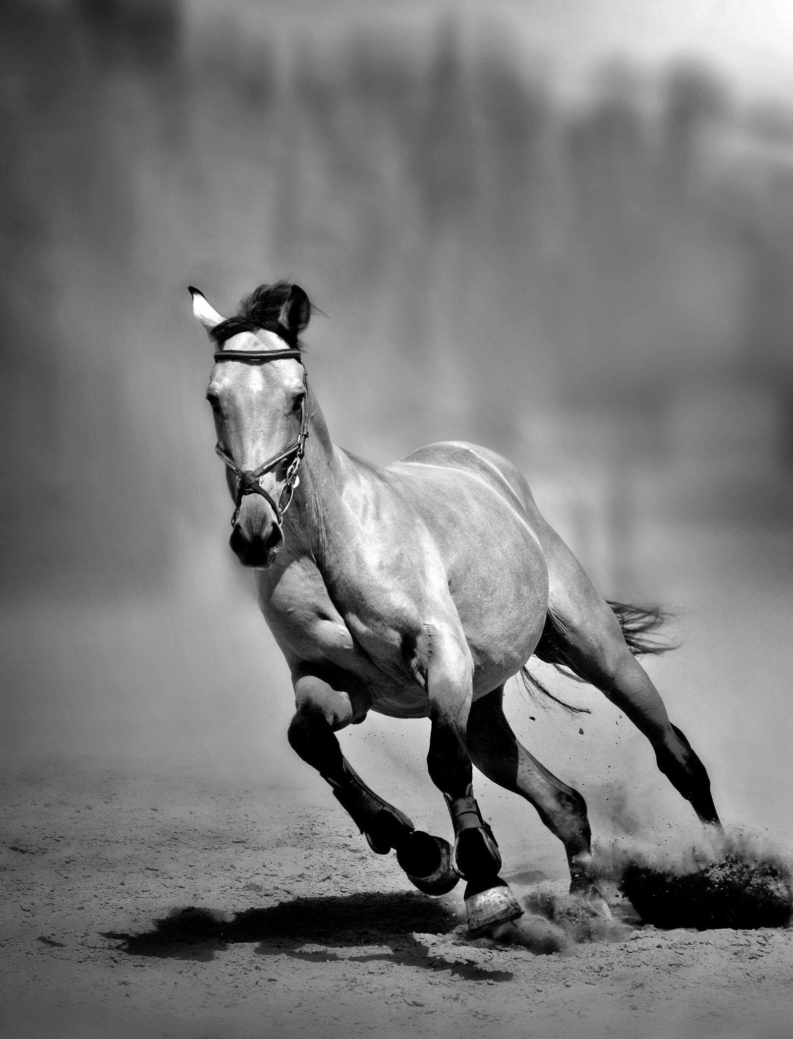 horse galloping with speed and strength