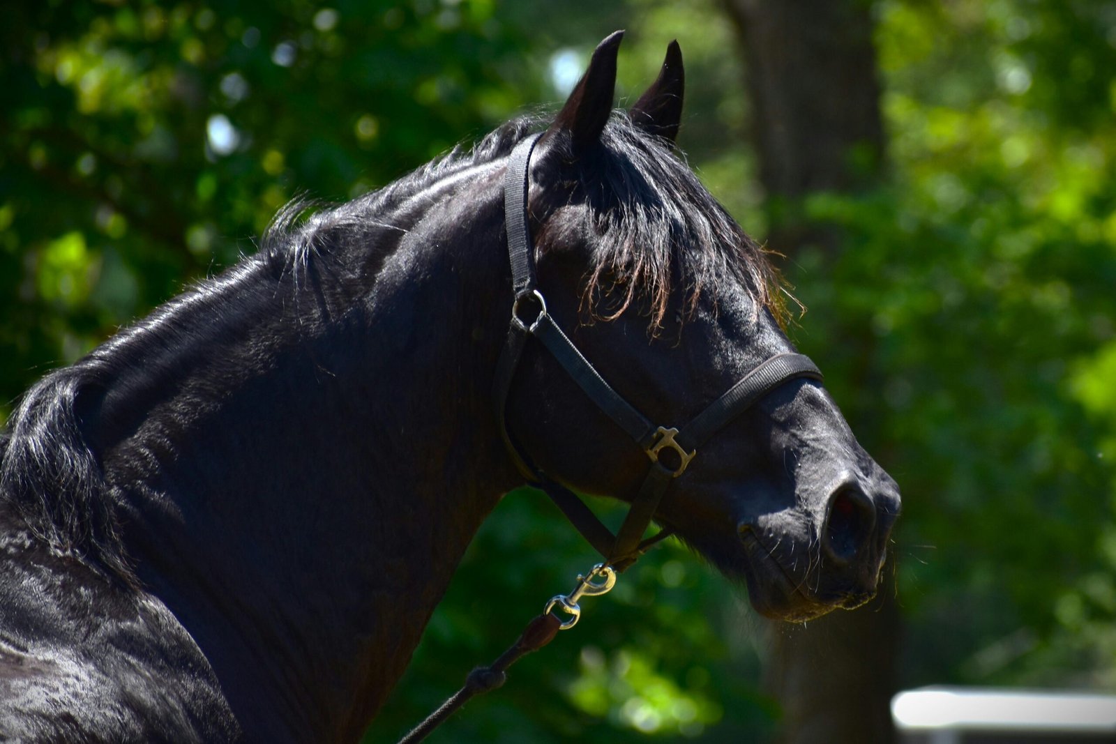 Black horse running in a field with elegance and power