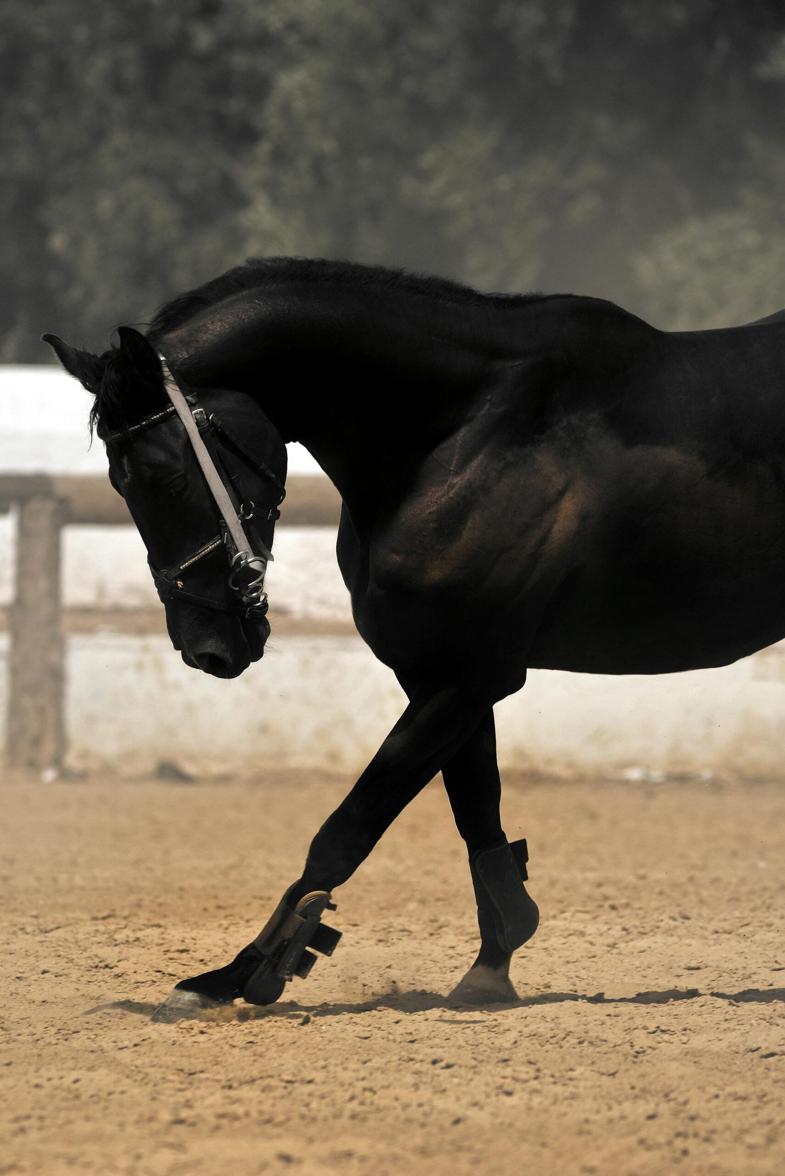 Black horse demonstrating proper riding posture with collected gait and raised head.