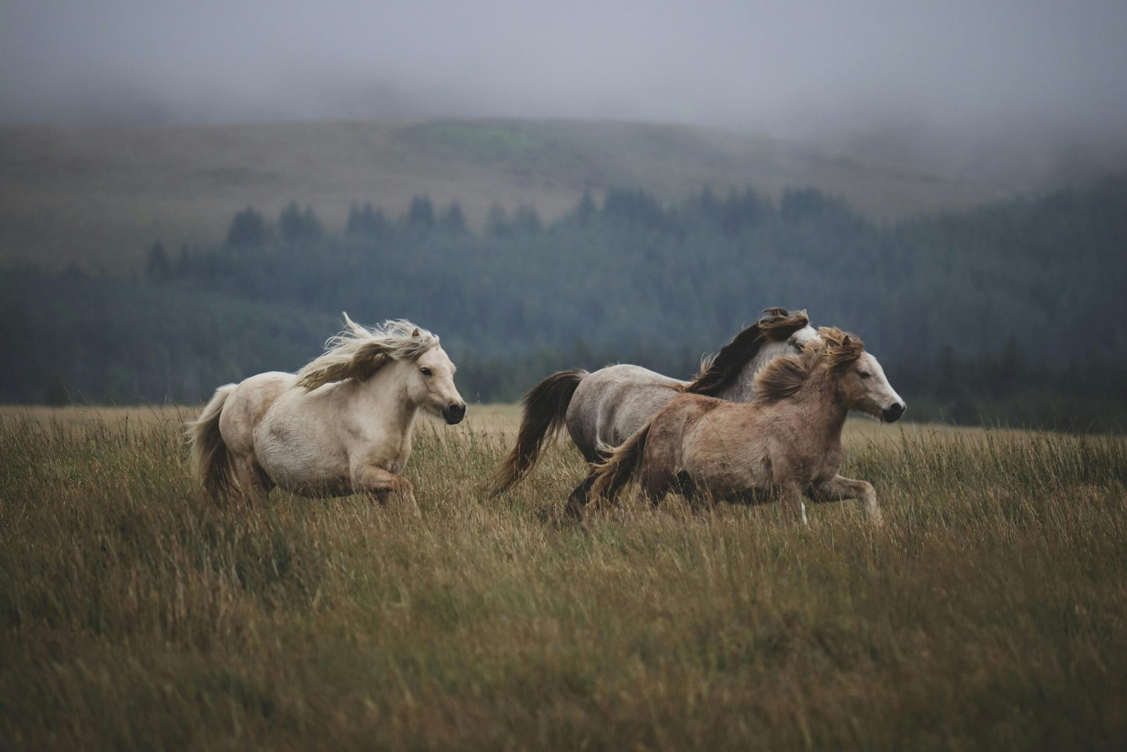 A rider gently guiding a strong, healthy horses through an open field at sunrise
