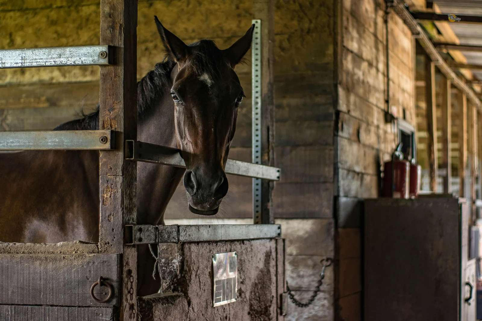 A rider gently guiding a strong, healthy horse through an open field at sunrise