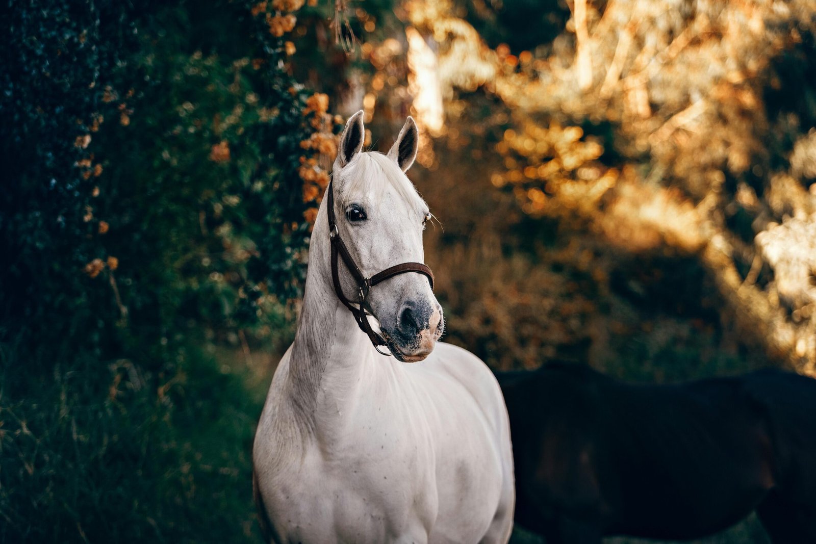 A stunning white horse running gracefully in a natural outdoor setting.